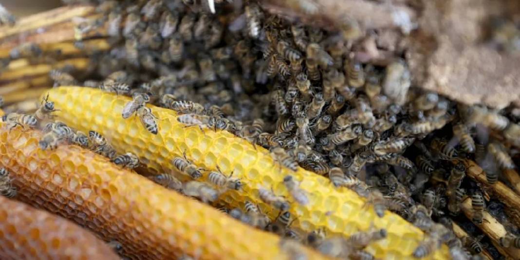 Kayınpeder mirasına sahip çıktı! O ürettikçe talep artıyor: Suni değil hepsi arıdan orijinal geliyor 5